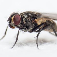 Chromium Disclosed Security Bugs (@bugschromium) 's Twitter Profile Photo Chromium Disclosed Security Bugs (@bugschromium) 's Twitter Profile Photo