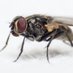Chromium Disclosed Security Bugs (@bugschromium) Twitter profile photo Chromium Disclosed Security Bugs (@bugschromium) Twitter profile photo