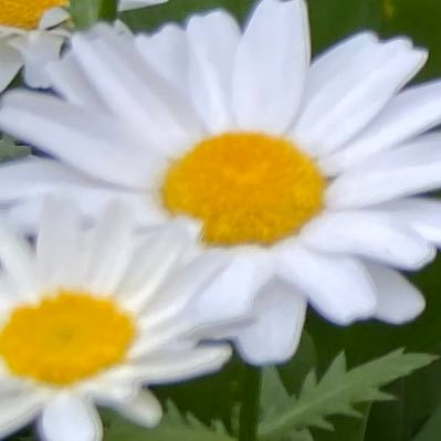 harujionp's profile picture. 