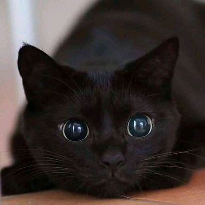 ClauLetC's profile picture. 