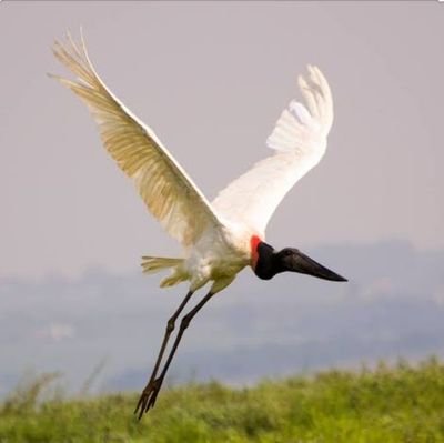 É do lado esquerdo do peito que fica meu coração de bióloga e professora, que pulsa como as águas do Pantanal e bate como as asas do tuiuiú.