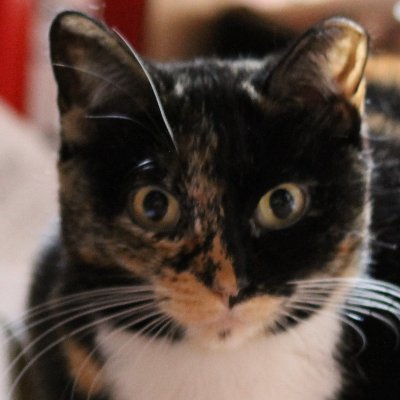 Pingoo_The_Cat Profile Picture