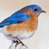 blue(@bluebirders) 's Twitter Profile Photo