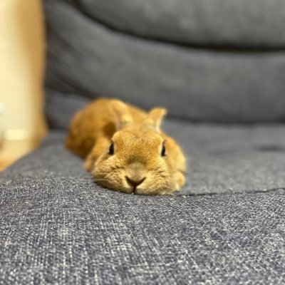 usamukun's profile picture. みにうさぎの、さむだよ！ついに12歳にになった！好きな草はオーツヘイ！旬牧もラブ！よろしくね！不正咬合なので月1病院通いだよ！7歳の時に肋骨13本骨折して死にかけたけど、無事生き返りました！ミラクルうさぎと呼ばれています！ハムスターのひのき🌈と、あんこ🌈と3階建てハウスで暮らしてます。よろしくね。