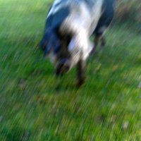 The Blurry Pig (@pigblurry) 's Twitter Profile