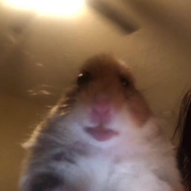 Luna200119's profile picture. ♡Animalover❤
♡Amante ferviente de la pizza con/sin piña