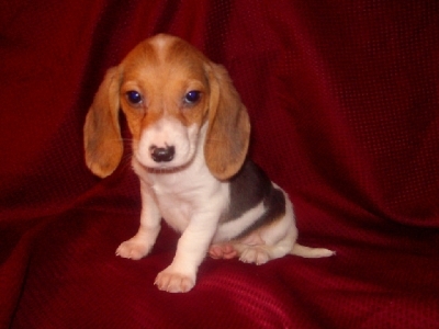 GippersDeals's profile picture. Hi, I'm Gipper the Beagle and I search the web and tweet about the best deals I can find.   Check me out at http://t.co/0cHX2OUAtk