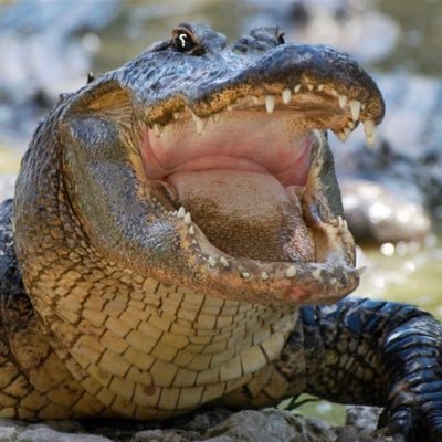 GaterSquad's profile picture. I like things. 21 years young