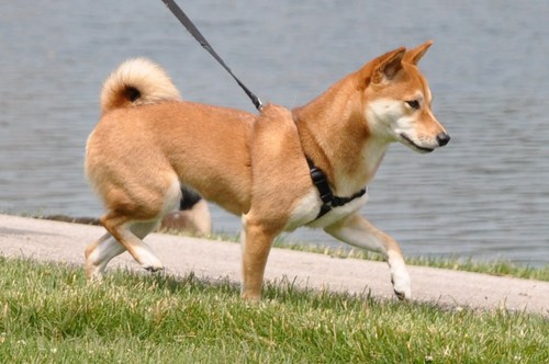 4PawsDoggieWalk's profile picture. Austin's most affordable dog walking service. Starting at $8.00 for a walk. Contact us at doggietrail@gmail.com