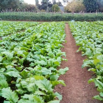Born a passionate farmer, trained as an agriculturalist. Am an extrovert,outgoing bt dynamic,considerate & accommodative. Am a self driven individual.