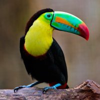 Imágenes de la naturaleza (@imgnaturaleza) 's Twitter Profile Photo