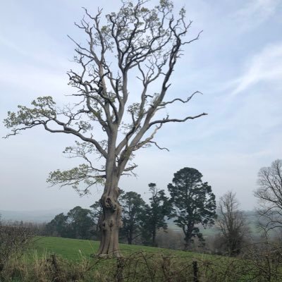 nellnelkelly's profile picture. love that tree 🌲 Aspiring Stoic
