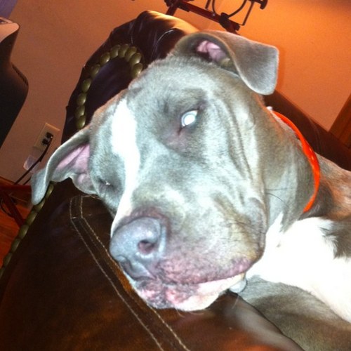 bentley_blue's profile picture. I'm a 2yr old blue nose apbt. Going to school and trying to be a good boy.