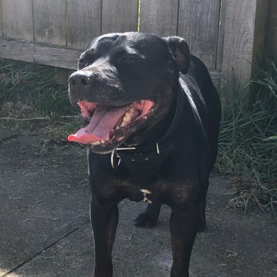 Buster The Friendly Staffie