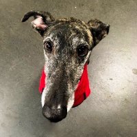 Schattengierattenhund Rey 👑 (@rattenhundr) 's Twitter Profile Photo