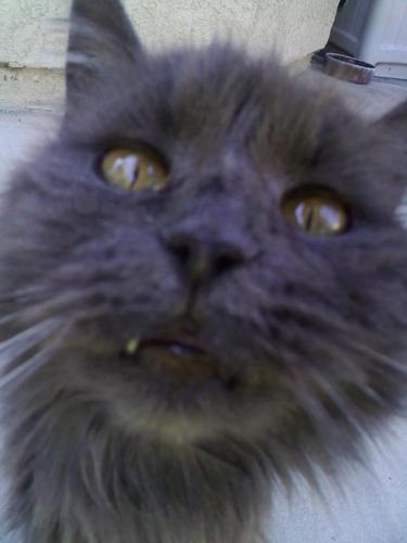 Batz4katz's profile picture. 