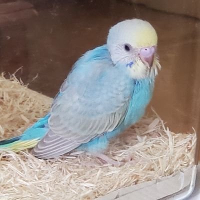 台湾と花と手芸が好き