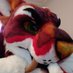 The new beast (@dirtybeast000) Twitter profile photo The new beast (@dirtybeast000) Twitter profile photo