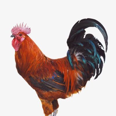 zaclea88's profile picture. 