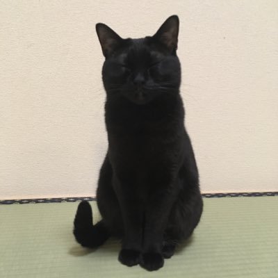 #ONEOKROCK #OOR #OORer #猫 #猫のいる暮らし #猫のいる生活 #もふもふ