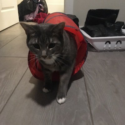 Hi. I is Mia The Cat. Likes: ear scratches, KIBBLES, cuddles Dislikes: stupid red dot.. Skills: being cute Fav hangout: laundry basket, boxes, human’s head.