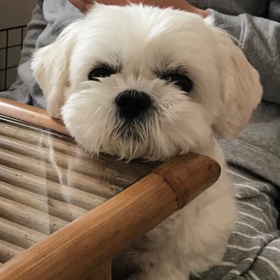 uiNzgyExutmH4Bl's profile picture. ✨鎌倉涼✨山本宝姫✨薮内瑞希✨大橋由珠✨富樫麗華✨櫻本あゆみ✨推し❣️🎲🎲🎲舟券で大万舟💦✨ボートレースの楽しみ方を考える会会長✨ウソです🤣👍