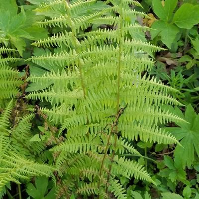 MsDRoth's profile picture. Teaches 6th, 7th and 8th Grade Language Arts and 8th Grade Creative Writing at Highland Middle School, Riverside, Iowa. Rides dressage & jumpers in her spare ti