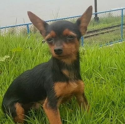 me chamo Bartolomeu, pros mais íntimos Bart, sou mt feliz, adoro viajar, passear e banho de praia com meu humano de estimação. chegue junto, vamos ser amigos!!