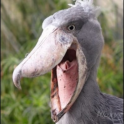 PURPLEF56562968's profile picture. I like animals mostly frogs and shoebills