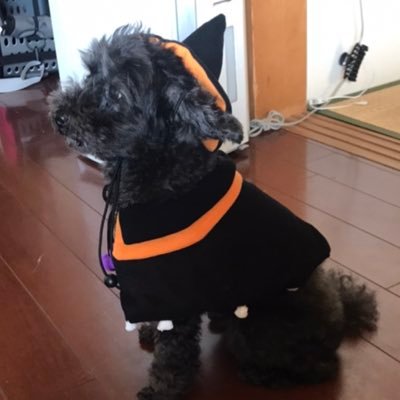 whzuc's profile picture. 