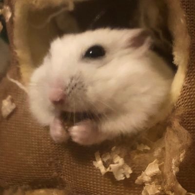 くわじるさんのプロフィール画像
