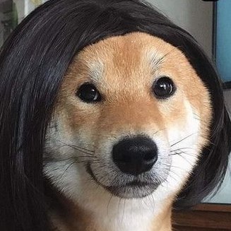 KrristapsA's profile picture. Hello, I am dog.