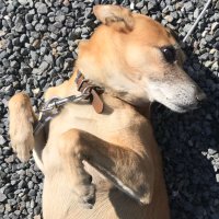 すけ (@guchisasu) 's Twitter Profile