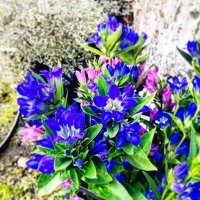 RSAの釣りバカ日記 (@rsa41499858) 's Twitter Profile