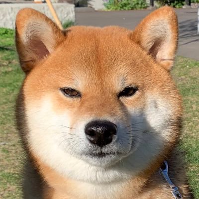 真顔の柴犬 すず 스즈 おはな クンクン 柴犬 犬かわいい 犬のいる暮らし 犬のいる生活 犬好きさんと繋がりたい 赤柴