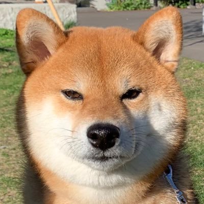 真顔の柴犬 すず 스즈 Shiba Suzu Chan Twitter