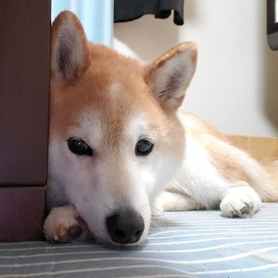 こたてつ 安心しきって寝ている かわいい 白犬こうた おうち犬 寝る犬 ピンク鼻 いぬと暮らす T Co 4gna8mxdlu