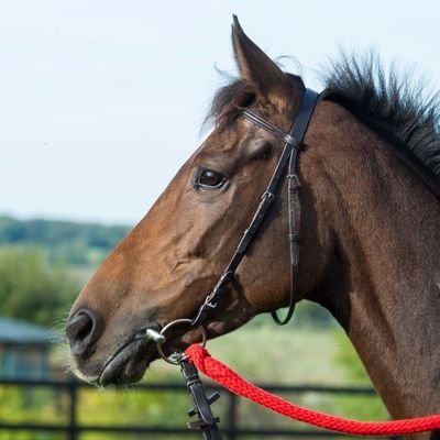 TwentyEightGuns's profile picture. Retired NH racehorse @YortonFarm 🏇 formerly trained by @MichaelScu Won 4 races. Mum to colt by Soldier of Fortune, filly by Scorpion, colt by Pethers Moon 🐎