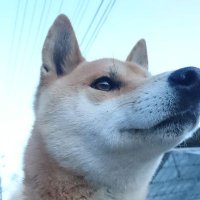 館山の管制塔(@6t06HDWf7U9VL5S) 's Twitter Profile Photo