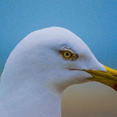 Schnudelrudi Profile