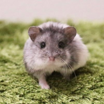 無言フォローや飽きたら外すのも、戻ってくるのも全然OK☺︎︎︎︎です。ハムちゃん以外もたまに…🐰🐱🐭🐥🐸基本フォロバはしてないです 💦Instagram⇒ https://t.co/lGUtiv9t7l 21東京都販第007221号