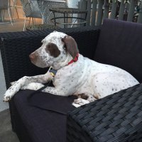 Hucky-booboo (@diablohuck) 's Twitter Profile