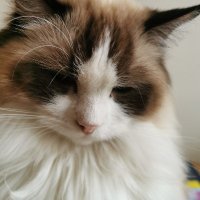 IPCC_cat(@IpccCat) 's Twitter Profile Photo