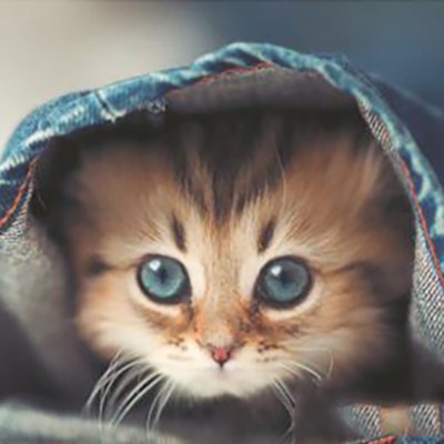 OvalGem's profile picture. Tout ça