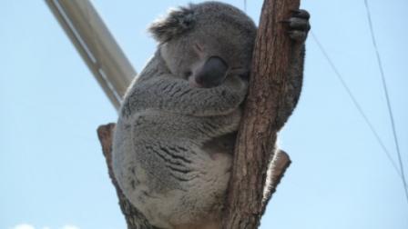 BrummieBirdInOz's profile picture. 