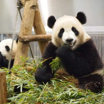 熊猫🐼さんのプロフィール画像