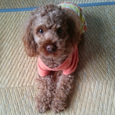 生まれ変わったら犬になる
