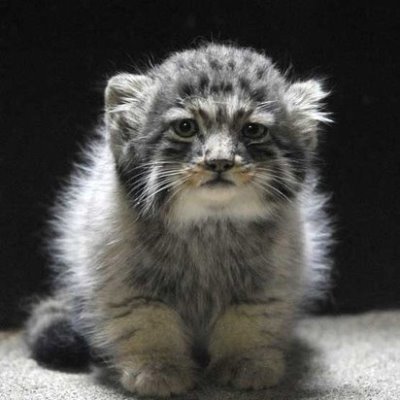 chosuke_0213's profile picture. 