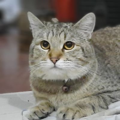 JohnGab47531938's profile picture. 