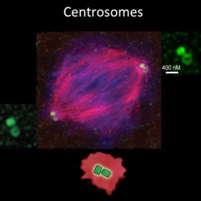 The laboratory of centrosome and cytoskeleton biology
https://t.co/heOtP3Wikg